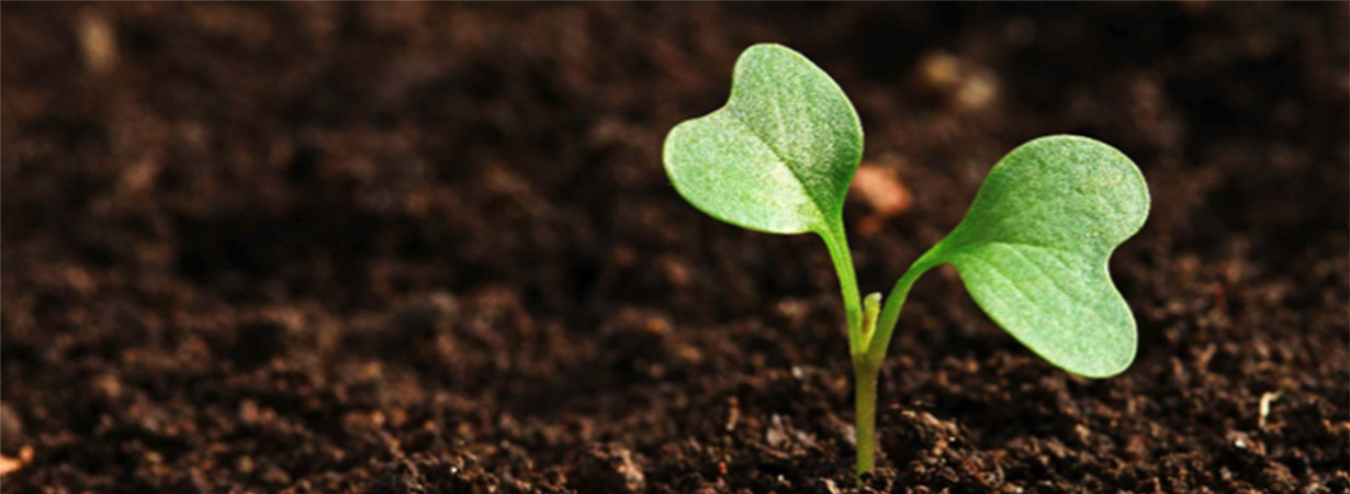 Daniher Topsoil - Topsoil